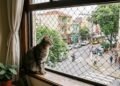 Carlos Gutiérrez, veterinário: “Deixar os gatos saírem sozinhos na rua reduz a expectativa de vida deles para apenas 7 anos.”
