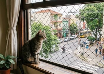 Carlos Gutiérrez, veterinário: “Deixar os gatos saírem sozinhos na rua reduz a expectativa de vida deles para apenas 7 anos.”