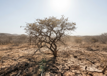 Como os cactos conseguem fazer fotossíntese sem perder água no calor extremo?