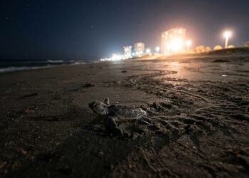 Quando a luz artificial domina a praia, filhotes de tartaruga podem perder o rumo do mar