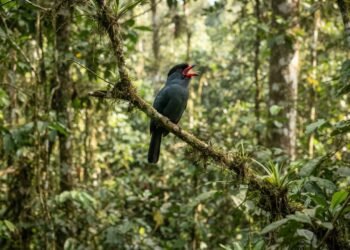 Na Amazônia, um alerta de predador pode atravessar o dossel e unir aves e macacos em uma rede de vigilância