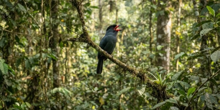 Na Amazônia, um alerta de predador pode atravessar o dossel e unir aves e macacos em uma rede de vigilância