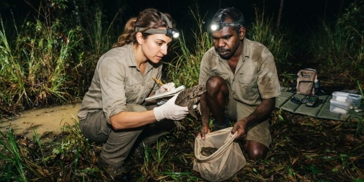 Pesquisadores descobrem que a invasão dos sapos-de-cana mudou até a forma como esses anfíbios invasores se espalham pela Austrália