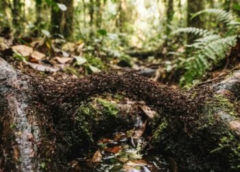 Pesquisadores explicam por que o corpo das formigas vira uma ponte viva quando o caminho apresenta obstáculos e o que isso revela sobre elas