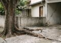 Vizinho planta árvore junto ao muro e, anos depois, raízes levantam o piso da garagem ao lado e provocam rachaduras na estrutura.