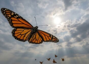 Borboletas percorrem milhares de quilômetros usando pistas naturais para não perder o rumo
