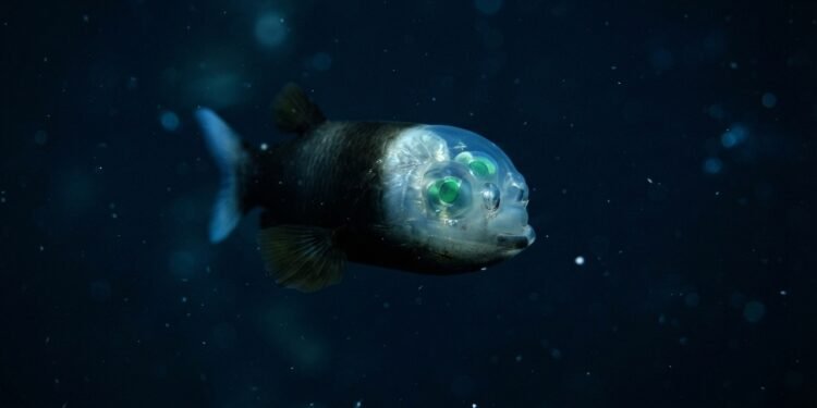 Este peixe quase não se move nas profundezas enquanto observa o que vem de cima; cientistas explicam o motivo desse comportamento intrigante