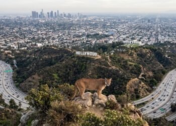 O pequeno território de P-22 revela o impacto das rodovias sobre os pumas
