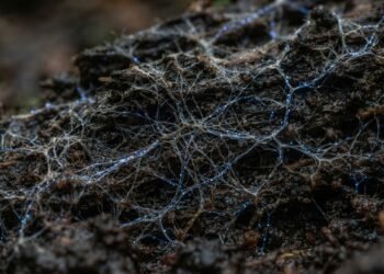 Fungos que "falam": cientistas explicam como redes miceliais enviam sinais elétricos abaixo do solo em padrão que intriga pesquisadores hoje