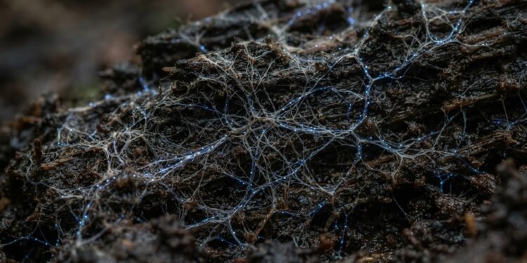 Fungos que "falam": cientistas explicam como redes miceliais enviam sinais elétricos abaixo do solo em padrão que intriga pesquisadores hoje