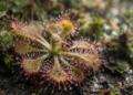 Pesquisadores explicam como plantas carnívoras brasileiras usam folhas e estruturas especializadas para capturar presas com extrema precisão