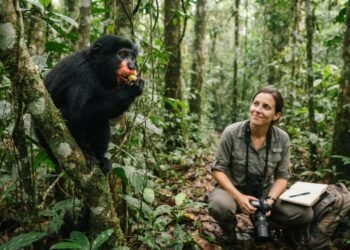 Macaco-preto com boca rosado-alaranjada intriga pesquisadores e é reconhecido como nova espécie no Congo, um achado raro que revela detalhes ainda pouco conhecidos sobre os primatas da região africana e reforça a riqueza da fauna
