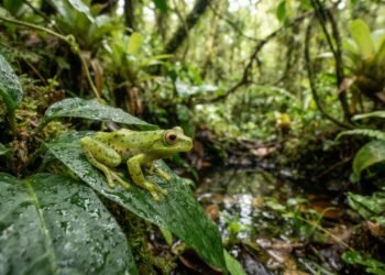 Menor que um grão de feijão: a biologia do sapinho-pingo-de-ouro descoberto na Mata Atlântica