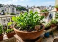 Como plantar rúcula em casa mesmo sem quintal e colher folhas frescas usando vasos ou jardineiras