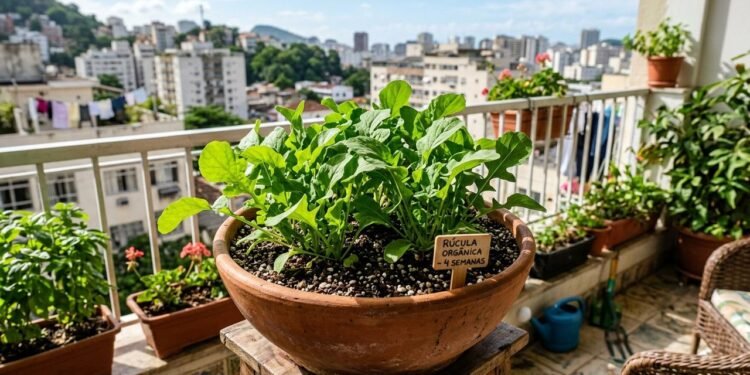 A rúcula pode ser cultivada em vasos e jardineiras, o que facilita o plantio em apartamentos, varandas e áreas de serviço.