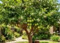 Ela mantém sua cor durante todo o ano, produz flores comestíveis e frutos deliciosos: que árvore é essa e como cuidar dela