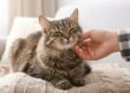 Héctor Manrique, educador animal: “Para acalmar seu gato, massageie-o de cima para baixo nas costas.”