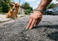 passear com cachorro no calor