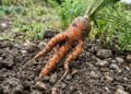 Morador semeia cenouras em terra dura, comemora quando as folhas crescem bonitas e meses depois retira do solo raízes tortas e divididas; o problema começou antes mesmo das sementes germinarem