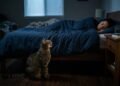 Os veterinários confirmam: se o seu gato o acordar à noite, você tem que se manter firme e ignorá-lo
