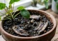 Homem enterra cascas de banana diretamente no vaso acreditando estar fornecendo adubo natural, começa a sentir um cheiro estranho dias depois e encontra mosquitinhos rondando a terra