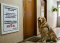 Família adota cachorro de grande porte e condomínio tenta aplicar multa com base em regra antiga que proíbe animais acima de 10 quilos; discussão passa a considerar se o animal efetivamente oferece risco ou perturbação aos demais moradores