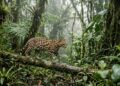 É oficial: a primeira nova espécie de gato descoberta em mais de 100 anos mede 46 centímetros e pesa 1,3 kg