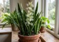 O que significa se a planta-cobra florescer na primavera, e por que você deve prestar atenção a esse sinal?