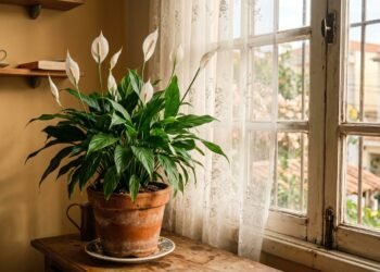 Como plantar lírio-da-paz em vaso para manter folhas verdes, evitar pontas secas e estimular novas flores brancas durante o ano