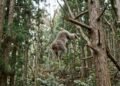 O que ensina o provérbio japonês: “Até os macacos caem das árvores.”