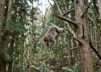 O que ensina o provérbio japonês: “Até os macacos caem das árvores.”