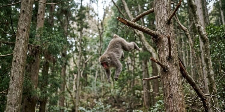 O que ensina o provérbio japonês: “Até os macacos caem das árvores.”