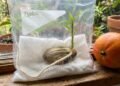 A fruta que nasce de uma semente grande e pode virar uma árvore no quintal com papel úmido, vaso fundo e sol da manhã