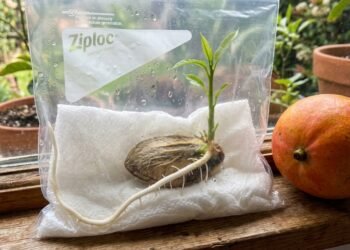 A fruta que nasce de uma semente grande e pode virar uma árvore no quintal com papel úmido, vaso fundo e sol da manhã