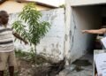 Aposentado planta mangueira a menos de 50 centímetros do muro, raízes rompem tubulação e danificam garagem do vizinho, que cobra R$ 9.500