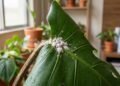 cochonilha nas plantas