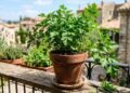 Jardineiros concordam: como cultivar salsa em casa, um guia de cuidados e os erros mais comuns a evitar