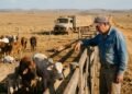 Pecuarista compra 42 novilhas por R$ 96 mil, transporta os animais por mais de 700 km e perde parte do rebanho após mudança brusca de alimentação e manejo na nova propriedade