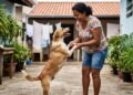 Os veterinários explicam: não pegue seu cachorro no colo como se fosse um bebê; você precisa proteger as articulações dele