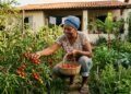 A técnica para plantar tomate com sementes retiradas da cozinha e evitar que a muda apodreça ou tombe nos primeiros dias