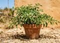 Moradora percebe que o pé de pimenta está carregado de flores, comemora uma futura colheita e semanas depois nota que quase todas caíram sem formar frutos; um detalhe de calor, água e polinização ajuda a explicar o problema