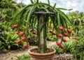 O suporte que a pitaya precisa para carregar de frutos e o corte no galho que ajuda a estimular novas brotações produtivas