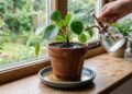 Moradora prepara adubo líquido caseiro e começa a aplicar todos os dias nas plantas, vê as folhas mudarem de aparência e descobre que fertilizante também pode ser forte demais