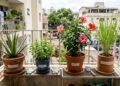 Não tem quintal? Estas 10 plantas podem ser cultivadas em vasos e se adaptam a diferentes espaços de uma varanda