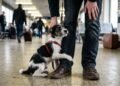 Os veterinários concordam: “A pessoa favorita de um cachorro é aquela que brinca com ele, o leva para passear e passa mais tempo com ele.”