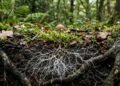 A malha biológica subterrânea com 110 quatrilhões de km: como os fungos sob nossos pés conectam florestas e regulam o clima do planeta