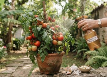 O truque do alho no tomateiro que pode ajudar a afastar pragas da horta sem precisar recorrer imediatamente a produtos químicos