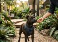 Staffordshire Bull Terrier