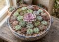 Rosa-de-pedra em formato de mandala: o segredo de rega e drenagem do solo para manter a suculenta perfeita sem apodrecer as folhas