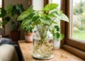 As plantas que crescem na água e que você pode usar como peça central: ocupam pouco espaço e decoram naturalmente